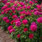 Sophy’s Rose / Софіc Роуз